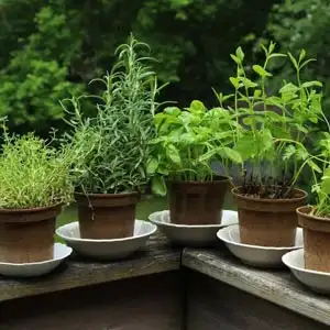 Herbs